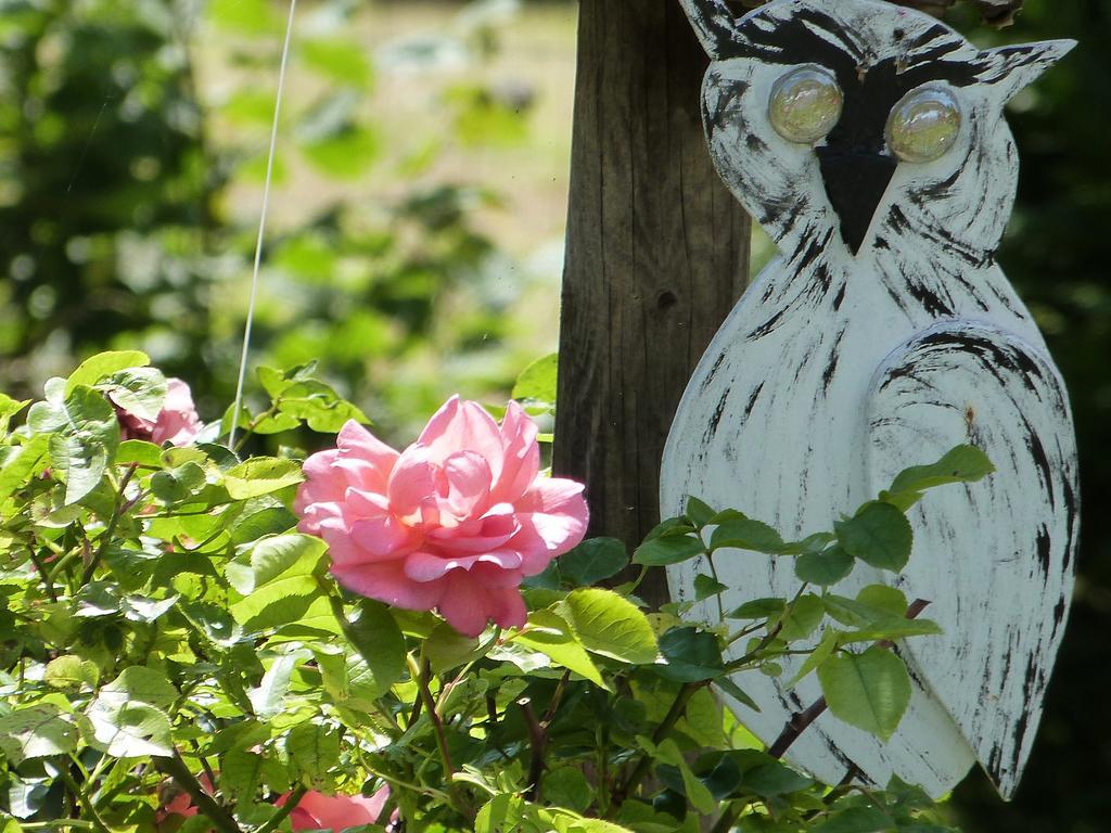Le Jardin De Marie-Jeanne Bed and Breakfast Achy Exteriör bild